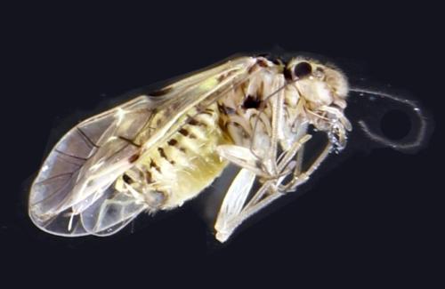 Réf. 344 708 : Psocus bipunctatus